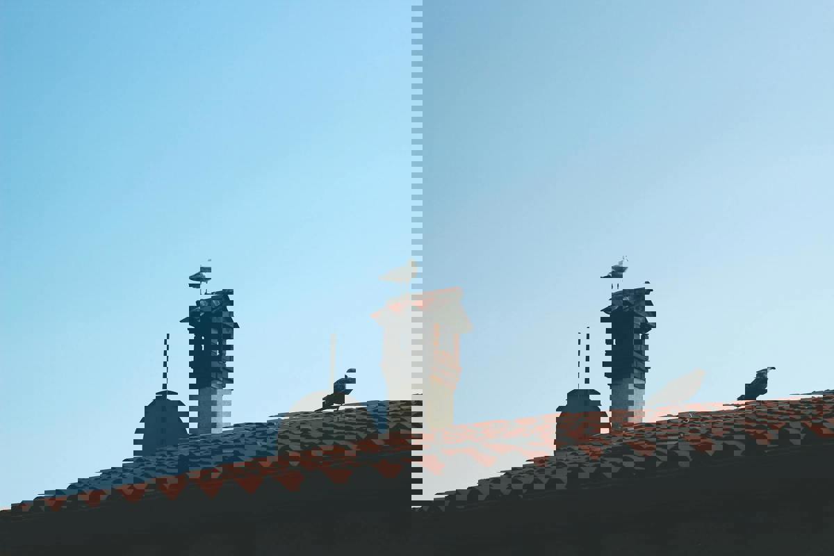 Unexpected Urban Wildlife: Fox Cubs Spotted on Residential Rooftops